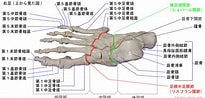 足の構造 に対する画像結果.サイズ: 205 x 98。ソース: www.takatsu-chiro.com