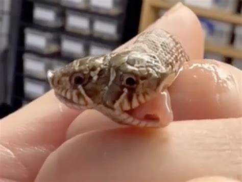 rare  headed snake hatches  exotic pet shop  devon  independent