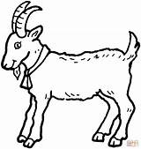 Ausmalbild Ausmalbilder Geissbock Goat sketch template