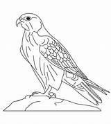 صقر Raptor Hawk Toddlers Sakr Falcons Colouring Saad Birds sketch template
