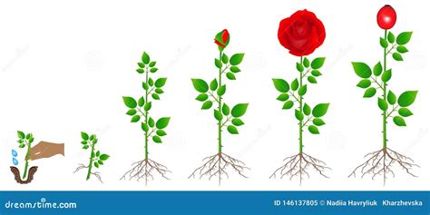 Cycle Of A Rose Hips Plant Growth Isolated On White Background Vector
