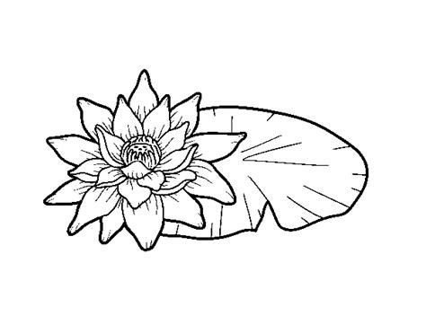 lotus flower coloring page coloringcrewcom