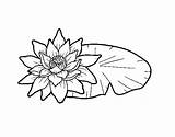 Lotus Coloring Flower Book Illustration Flowers Vector Diksha Mandala Yoga Coloringcrew Stock Nature Meditation Drawing Adults Preview sketch template