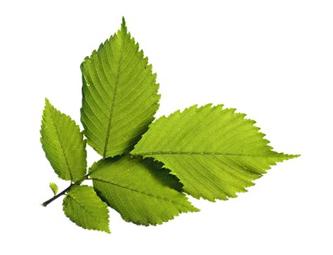green leafs png image purepng  transparent cc png image library