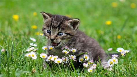 katzenbabys hintergrundbilder