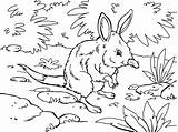 Bilby Australie Pages Coloriages Toupty Lovley sketch template