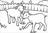 Cabras Ziege Ziegen Goat Ausmalbilder Ausmalbild Cabra Capre Imprimir Capra Getcolorings sketch template