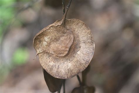 pterocarpus indicus willd plants   world  kew science