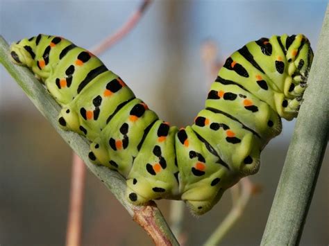 raise  caterpillar   butterfly  moth owlcation
