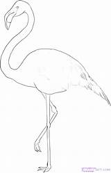 Flamingo Pink Coloring Pages Drawing Getdrawings sketch template