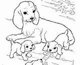 King Charles Coloring Pages Cavalier Spaniel Color Getcolorings Getdrawings sketch template