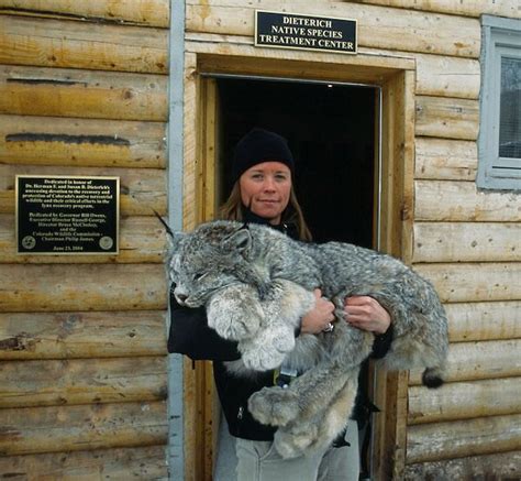 wild cats the canadian lynx