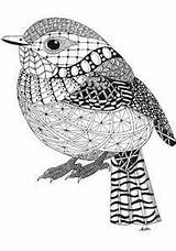 Zentangle Cardinal Animals Coloring Pages Choose Board Bing sketch template