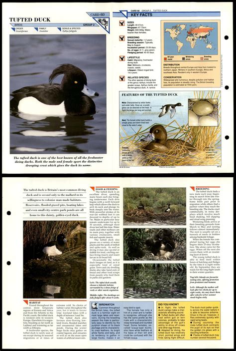 tufted duck  birds wildlife fact file fold  card  picclick uk