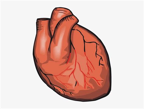 heart real heart cartoon transparent transparent png     nicepng