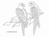 Papagei Malvorlage Ausmalbilder Tiere Papageien Ganzes Kinderbilder Malvorlagen sketch template