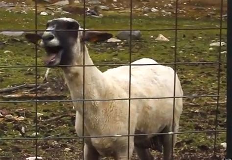 screaming sheep     feel  mondays video huffpost