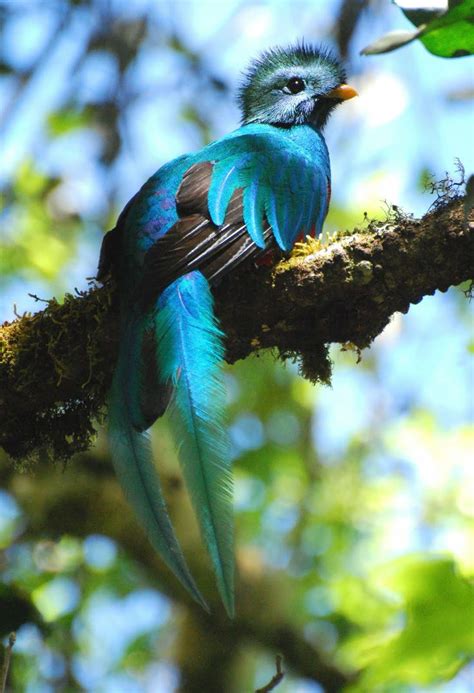 quetzal images  pinterest animals beautiful birds  poultry