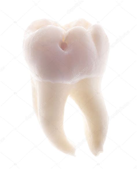 single tooth isolated  white stock photo  drpas
