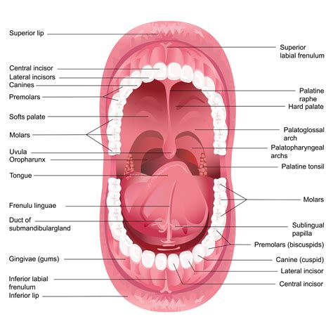 Tongue Anatomy Underside Anatomy Drawing Diagram