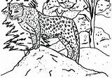 Jachtluipaard Cheetah Kleurplaten Dieren Tekening sketch template