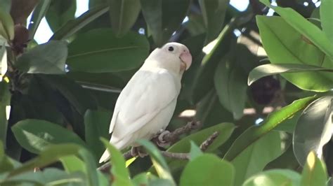 albino parrot youtube
