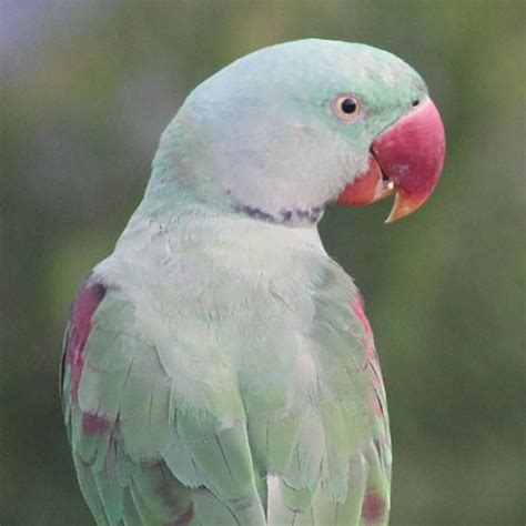 Indian Ringneck Guide For Care Lifespan Health And Behavior Selective