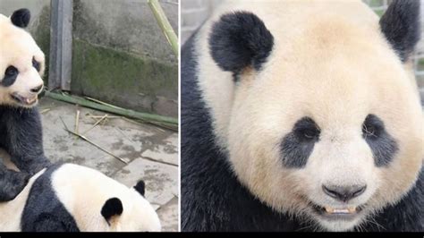 Chinese Panda Lu Lu Shoots To Fame For Record Breaking