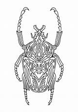 Beetle Goliath sketch template