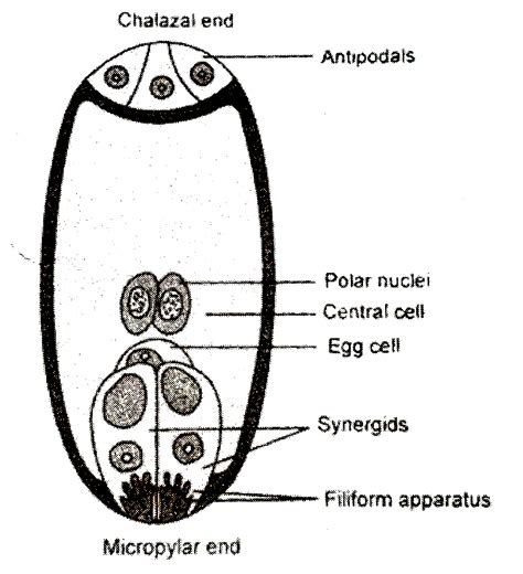 draw  diagram   mature embryo sac   angiosperm  label