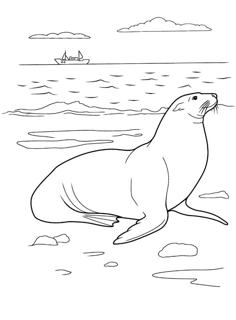 coloring page sea lion