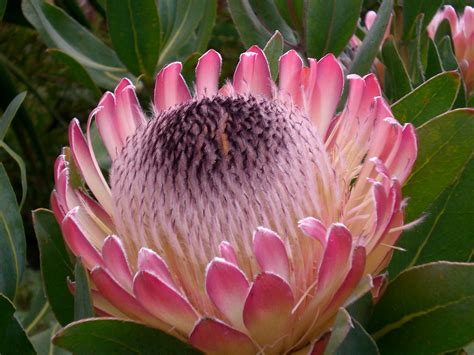 king protea delicate flower beautiful flowers african wedding theme