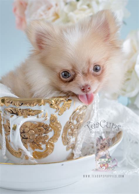the cutest little pomeranian puppies for sale teacups