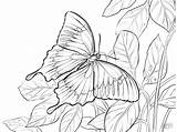 Butterfly Coloring Pages Blue Ulysses Butterflies Mountain Drawing Morpho Zebra Longwing Printable Coloringbay Template sketch template