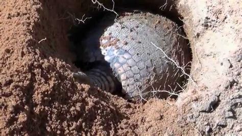 armadillo digging the hole euphractus sexcenctus youtube