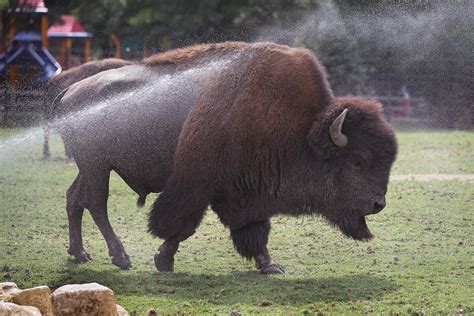 today  national zoo day celebrating  buffalo zoothe