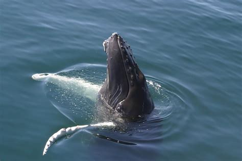 adopt  humpback whale whale  dolphin conservation