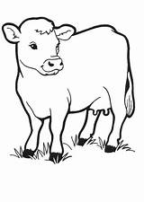 Coloring Printable Calf Cow Pastures sketch template