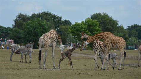 giraffe geboren  safaripark beekse bergen  hilvarenbeek omroep brabant
