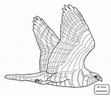 Hawk Flying Drawing Hawks Coloring Pages Getdrawings Birds sketch template