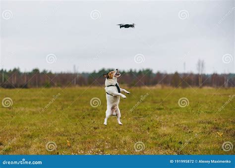 aggressive dog jumping   catch flying drone stock photo image  apparatus outdoor