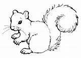 Squirrel Squirrels Preschool Printables sketch template