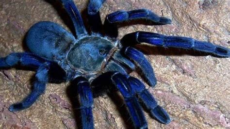 landschaft nervenzusammenbruch blinder glaube la tarantula es venenosa
