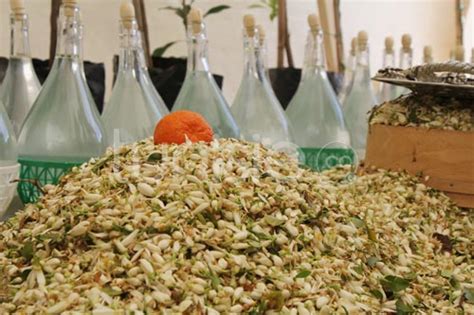 la distillation traditionnelle des fleurs de bigaradier  nabeul