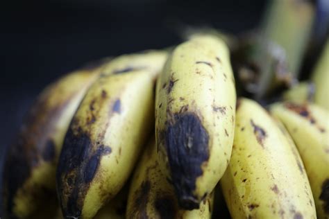 Banana Extinction Panama Disease Has Returned And The Cavendish Is No