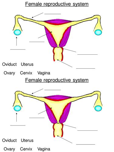 ks3 reproduction the female reproductive system by l absalom