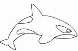 Orca Coloring Pages Whale Clipart Killer Kids Panda Drawing Realalistic 47kb Template Webstockreview Drawings Clipartmag 425px sketch template