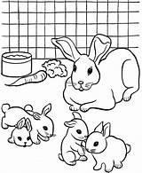 Rabbit Hasenfamilie Hase Ausmalbild Rabbits Kelinci Crias Diwarnai Páginas Sketsa Lucu Mudah Conejo Dover Coloringhome sketch template