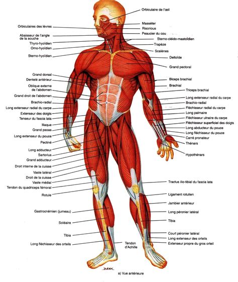 anatomie physiologie blog eric
