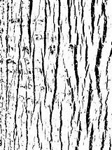 Bark Baumrinde Trunk Rinde Overlay Birch Grafiken Vectors sketch template